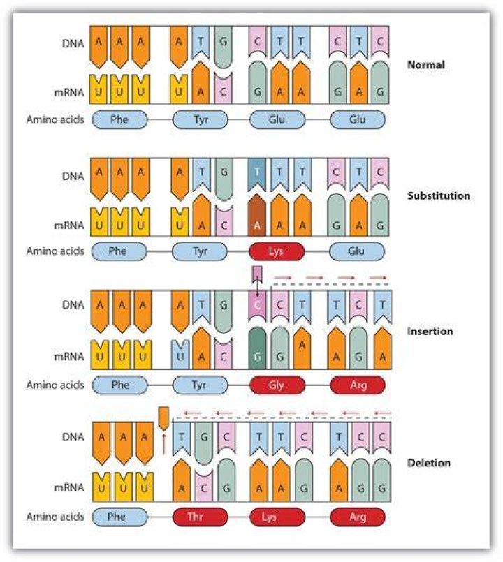 Where do missense mutations occur?