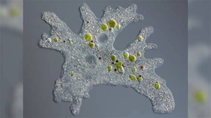 Where does an amoeba live?