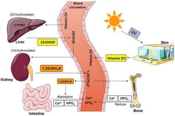 Where does calcium stearate come from?