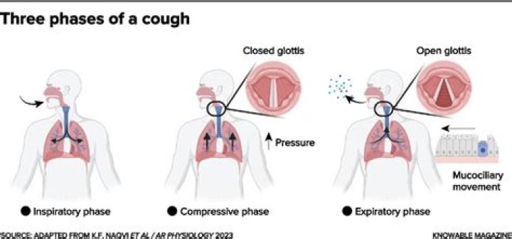 Where does coughing come from?