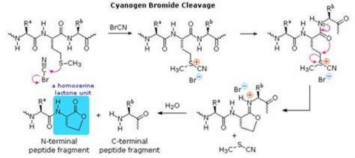 Where does cyanogen bromide come from?