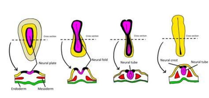 Where does neurulation occur?