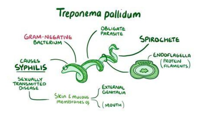 Where does treponema pallidum come from?