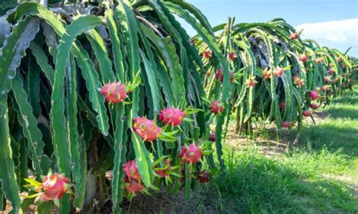 Where dragon fruit grow?