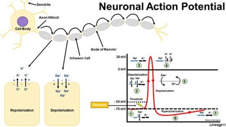 Where is action potential generated?
