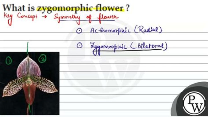 Which are zygomorphic flower?