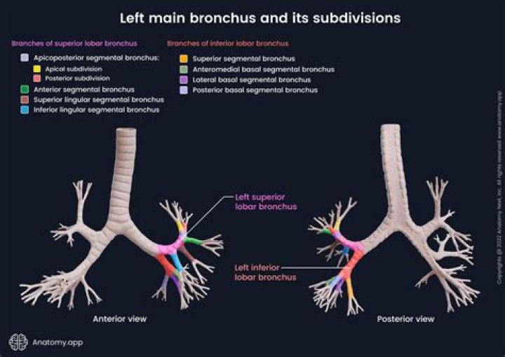 Which bronchi is higher?