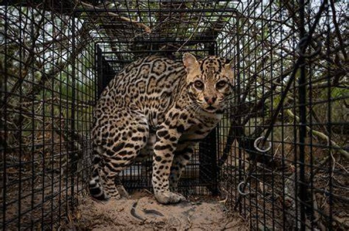 Which country do ocelots live?