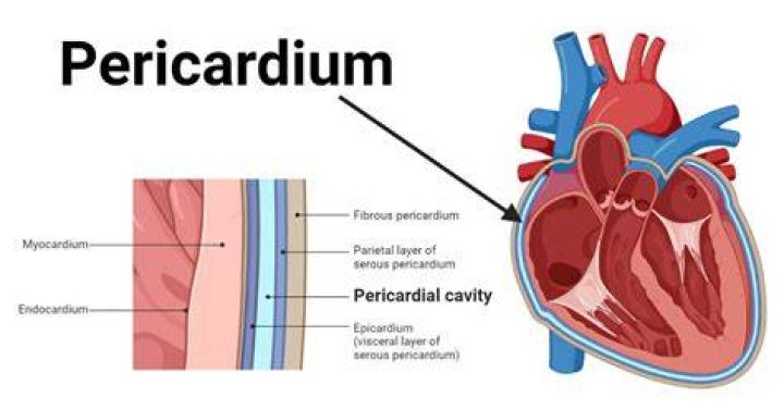 Which is parietal pericardium?
