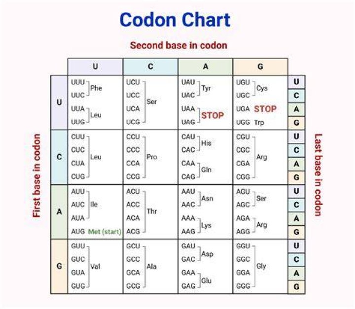 Which rna has codons?