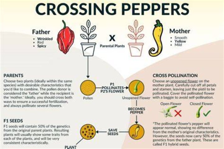 Why are plants crossbred?