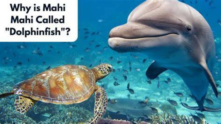 Why do they call mahi dolphin?