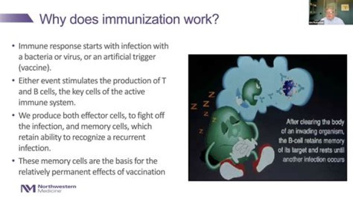 Why does immunization work?