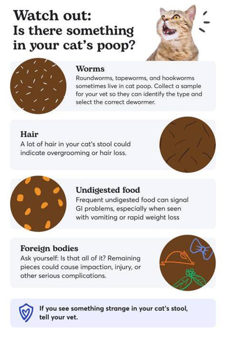 Why does my cat smeared poop?