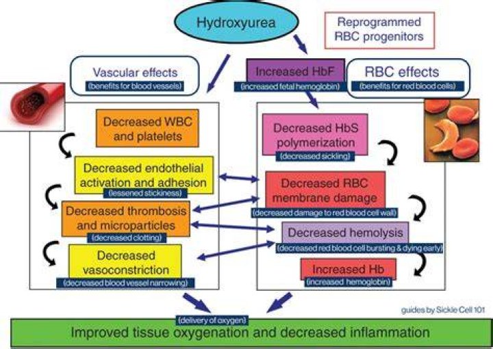 Why hydroxyurea for sickle cell?