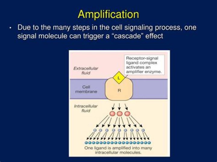 Why is amplification important in cell signaling?