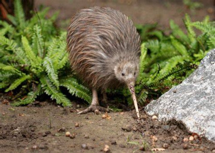 Why nz called kiwis?