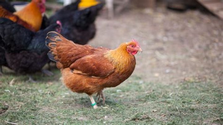 Will a hen fly?