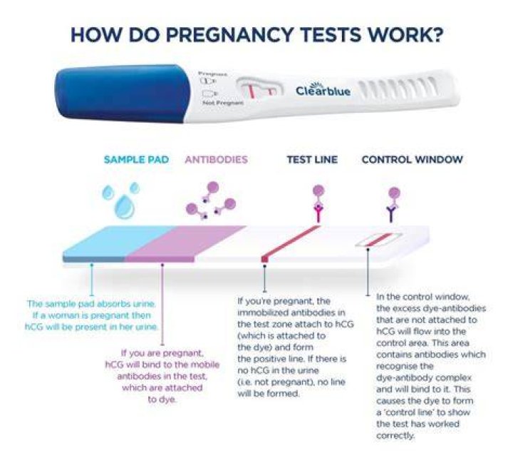 Will a pregnancy test work midday?