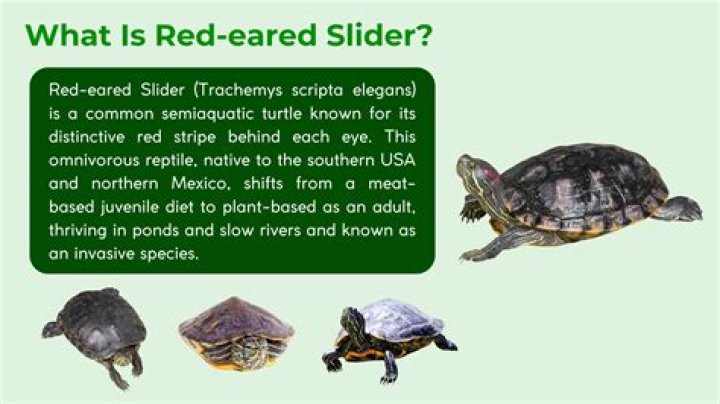 Will a red eared slider bite?