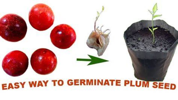 Will plumcot seeds grow?